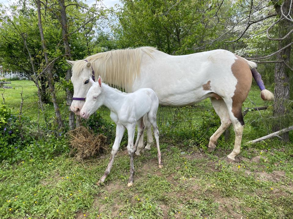 American Paint Horse Giving Birth - Maximum White Foal